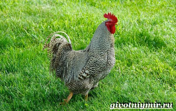 Плимутрок-курица-Описание-особенности-уход-и-цена-породы-плимутрок-4
