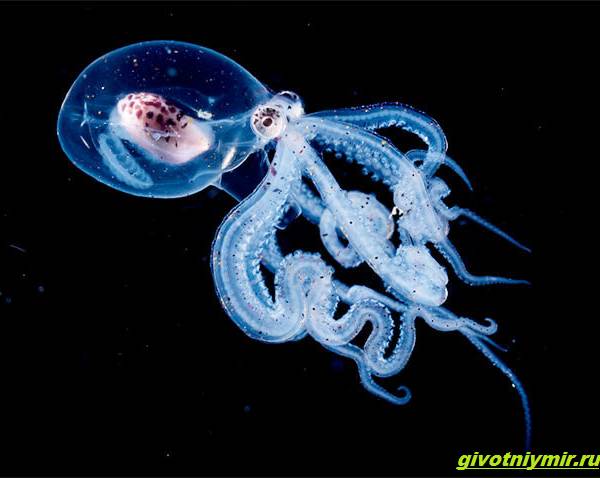 Прозрачные-животные-из-глубины-океана-которых-случайно-снял-фотограф-дайвер-2