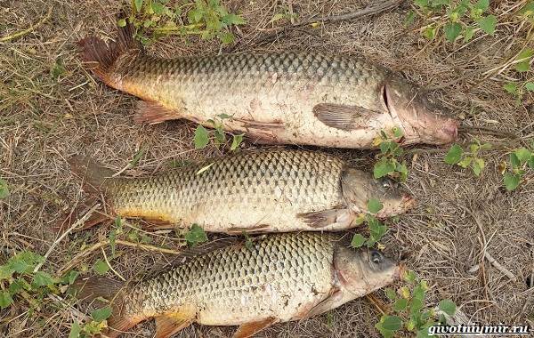 Рыбалка-на-Волге-её-особенности-плюсы-и-минусы-9