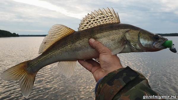 Рыбалка-на-Волге-её-особенности-плюсы-и-минусы-10