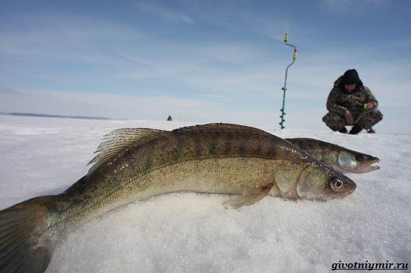 Рыбалка-на-Волге-её-особенности-плюсы-и-минусы-12