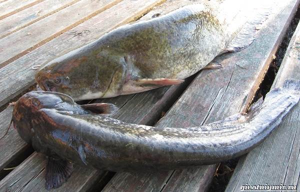 Рыбалка-на-Волге-её-особенности-плюсы-и-минусы-8