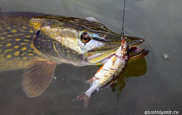 Рыбалка-на-Волге-её-особенности-плюсы-и-минусы-11