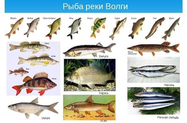 Рыбалка-на-Волге-её-особенности-плюсы-и-минусы-5
