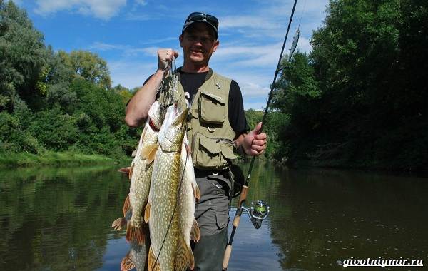 Рыбалка-на-Волге-её-особенности-плюсы-и-минусы-7