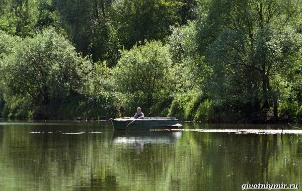 Рыбалка-на-Волге-её-особенности-плюсы-и-минусы-6