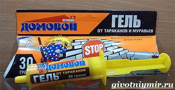 Рыжий-таракан-Образ-жизни-и-среда-обитания-рыжего-таракана-6
