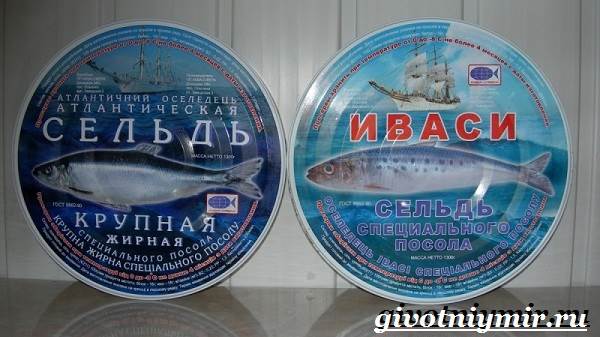Сельдь-рыба-Образ-жизни-и-среда-обитания-сельди-6