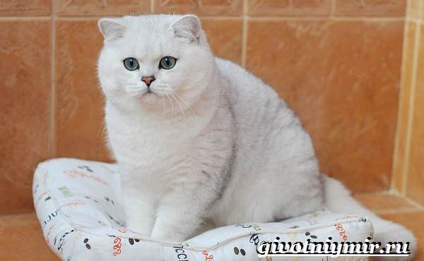 Серебристая-шиншилла-кошка-Описание-уход-и-цена-кошки-серебристая-шиншилла-2