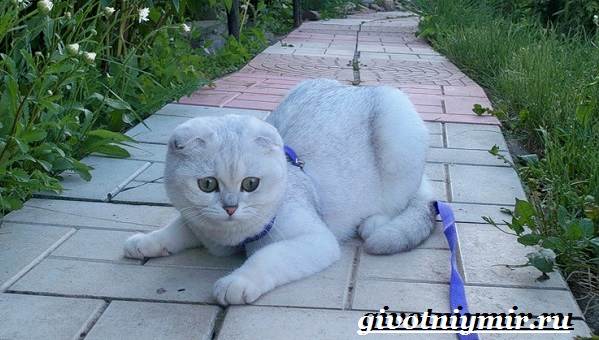 Серебристая-шиншилла-кошка-Описание-уход-и-цена-кошки-серебристая-шиншилла-9