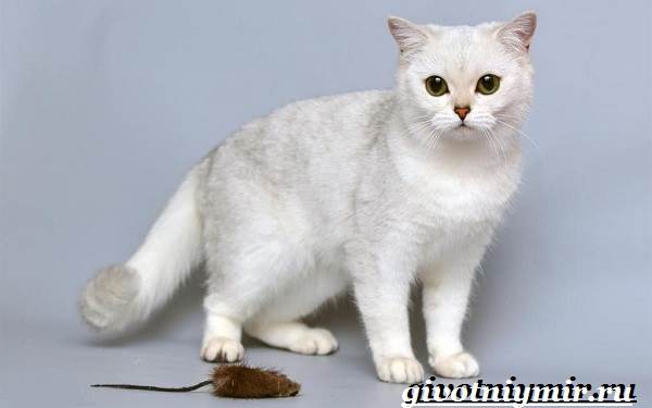 Серебристая-шиншилла-кошка-Описание-уход-и-цена-кошки-серебристая-шиншилла-8