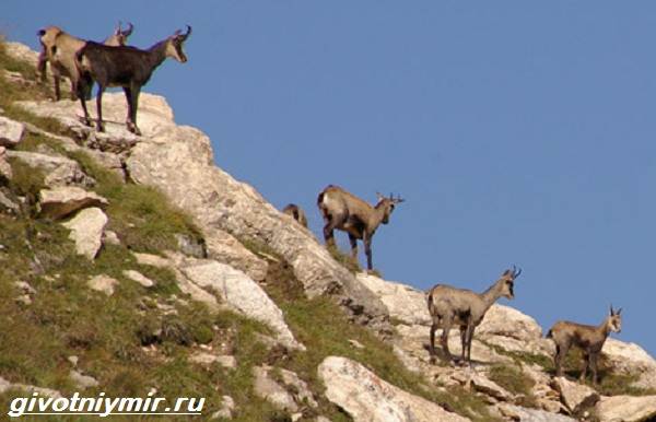serna-zhivotnoe-obraz-zhizni-i-sreda-obitaniya-serny-3