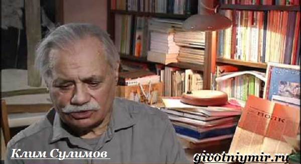 Собака-Сулимова-Описание-особенности-и-история-собаки-Сулимова-3