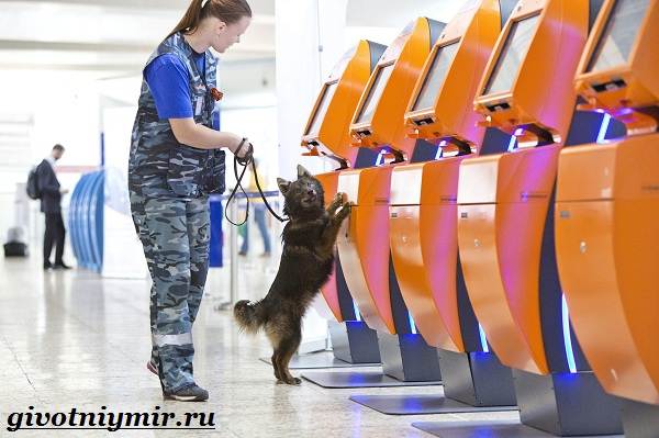 Собака-Сулимова-Описание-особенности-и-история-собаки-Сулимова-5