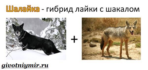 Собака-Сулимова-Описание-особенности-и-история-собаки-Сулимова-6