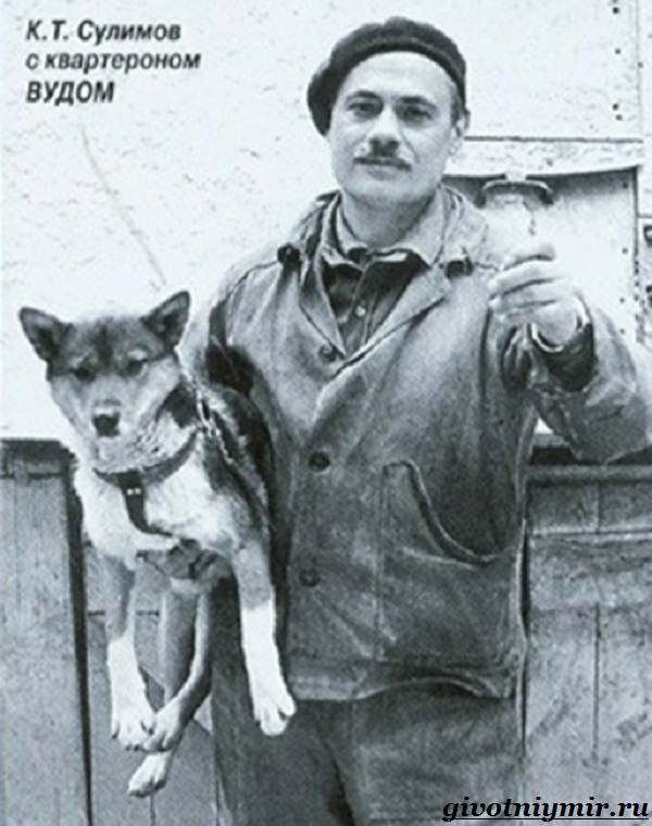 Собака-Сулимова-Описание-особенности-и-история-собаки-Сулимова-7