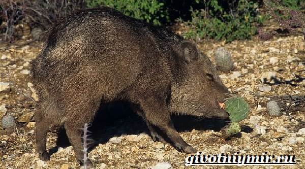 Свинья-пекари-Образ-жизни-и-среда-обитания-свиней-пекари-12