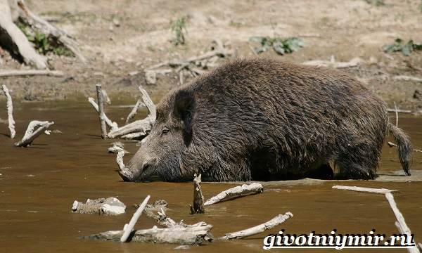 Свинья-пекари-Образ-жизни-и-среда-обитания-свиней-пекари-20