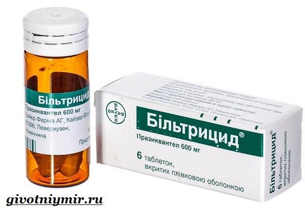Свиной-цепень-Образ-жизни-и-среда-обитания-свиного-цепня-8