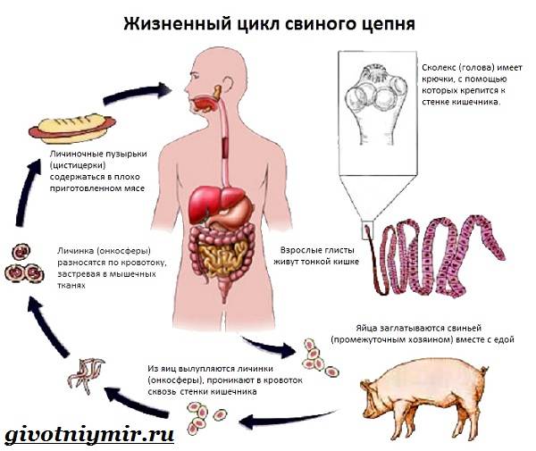 Свиной-цепень-Образ-жизни-и-среда-обитания-свиного-цепня-1