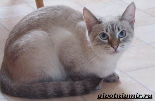 Тайская-кошка-Описание-особенности-уход-и-цена-тайской-кошки-4