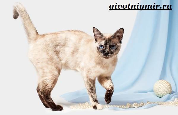 Тайская-кошка-Описание-особенности-уход-и-цена-тайской-кошки-6