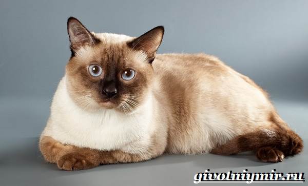 Тайская-кошка-Описание-особенности-уход-и-цена-тайской-кошки-9