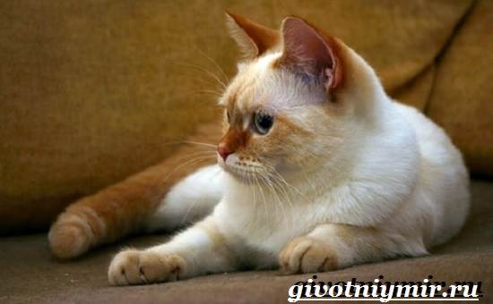 Тайская-кошка-Описание-особенности-уход-и-цена-тайской-кошки-7