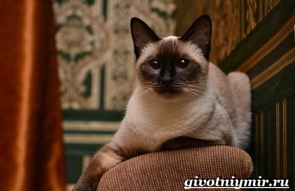 Тайская-кошка-Описание-особенности-уход-и-цена-тайской-кошки-8