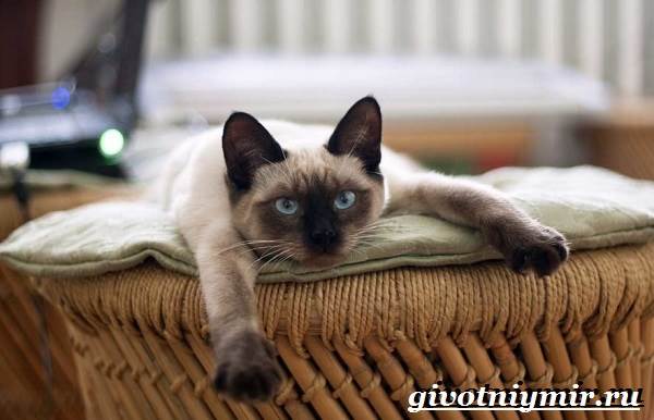 Тайская-кошка-Описание-особенности-уход-и-цена-тайской-кошки-13