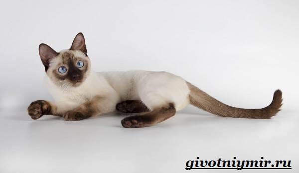 Тайская-кошка-Описание-особенности-уход-и-цена-тайской-кошки-3