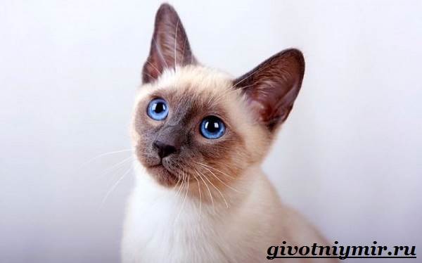 Тайская-кошка-Описание-особенности-уход-и-цена-тайской-кошки-11