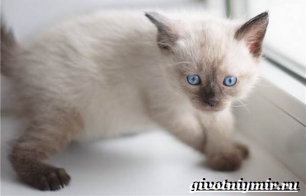 Тайская-кошка-Описание-особенности-уход-и-цена-тайской-кошки-12