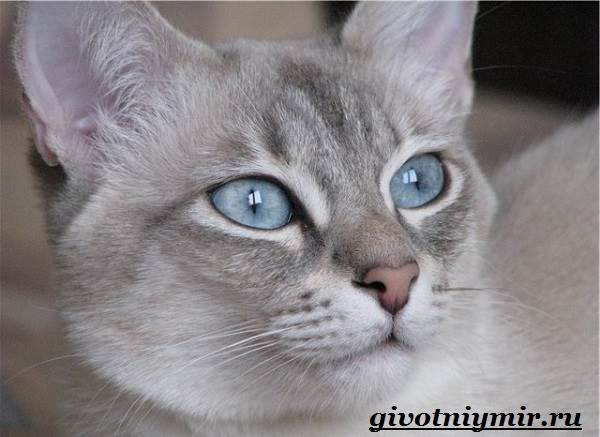 Тайская-кошка-Описание-особенности-уход-и-цена-тайской-кошки-5
