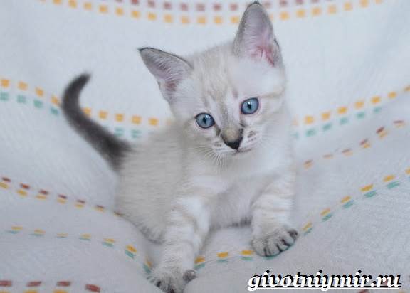 Тайская-кошка-Описание-особенности-уход-и-цена-тайской-кошки-14