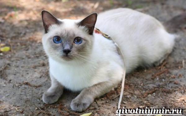Тайская-кошка-Описание-особенности-уход-и-цена-тайской-кошки-10